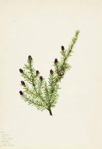 Tsuga heterophylla, 1924 de Mary Vaux Walcott