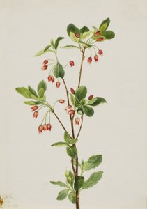 Menziesia occidental (Menziesia glabella) de Mary Vaux Walcott