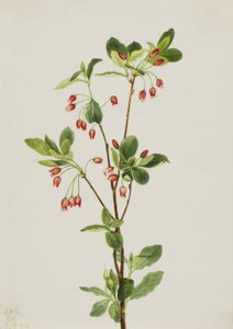 Menziesia occidental Menziesia glabella, 1924 de Mary Vaux Walcott