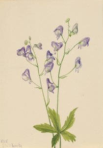 Acónito occidental (Aconitum columbianum)
