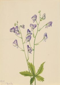 Acónito occidental Aconitum columbianum, 1933 de Mary Vaux Walcott