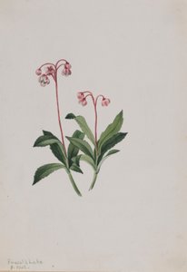 Pipsissewa occidental (Chimaphila umbellata) de Mary Vaux Walcott