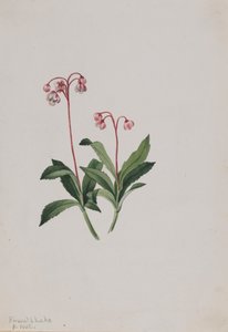 Pipsissewa Occidental Chimaphila umbellata de Mary Vaux Walcott