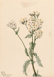 Milenrama occidental (Achillea lanulosa) de Mary Vaux Walcott
