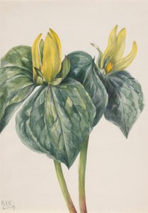 Flor del trino (Trillium hugeri) de Mary Vaux Walcott