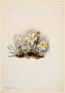 Dríade blanca (Dryas octopetala) de Mary Vaux Walcott