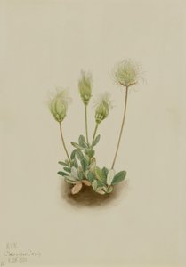 Dríade blanca (Dryas octopetala)