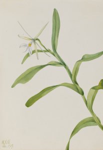 Epidendro blanco (Epidendrum nocturnum) de Mary Vaux Walcott