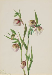 Linterna blanca (Calochortus albus) de Mary Vaux Walcott