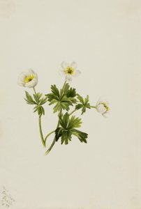 Azafrán blanco (Trollius albiflorus)