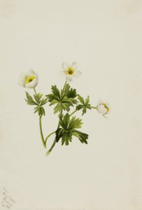 Globeflower blanco Trollius albiflorus