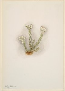 Brezo blanco (Phyllodoce grandiflora)
