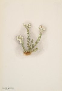 Brezo blanco Phyllodoce grandiflora