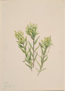 Pincel indio blanco (Castilleja occidentalis) de Mary Vaux Walcott