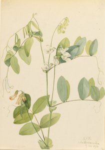 Guisante blanco (Lathyrus ochroleucus) de Mary Vaux Walcott