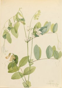 Guisante blanco, 1920 de Mary Vaux Walcott