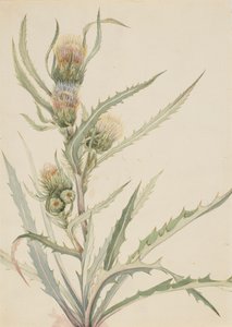 Cardo blanco Cirsium hookeranum
