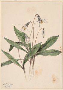 Truchulí blanco (Erythronium albidum) de Mary Vaux Walcott