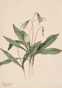 Trucha blanca Erythronium albidum, 1919 de Mary Vaux Walcott