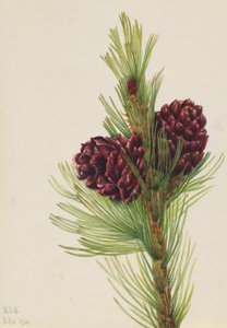 Pino laricio (Pinus albicaulis)