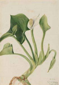 Calla silvestre (Calla palustris)
