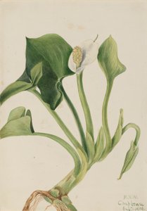 Calla Silvestre Calla palustris, 1919