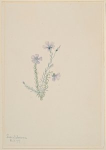 Lino silvestre (Linum lewisii) de Mary Vaux Walcott