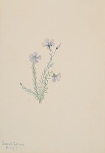 Lino silvestre Linum lewisii, 1919 de Mary Vaux Walcott