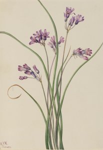Jacinto silvestre (Brodiaea pulchella)
