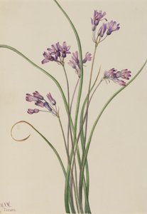 Jacinto Silvestre Brodiaea pulchella