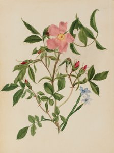 Rosa silvestre y hierba de ojos azules (especies Rosa y Sisyrinchium) de Mary Vaux Walcott