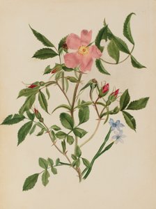 Rosa silvestre y hierba de ojos azules Rosa species y Sisyrinchium species de Mary Vaux Walcott