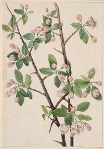 Cangrejo dulce silvestre (Malus coronaria)