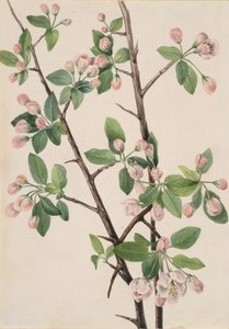 Manzano Silvestre Dulce Malus coronaria, 1920