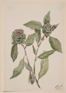 Sauce (Salix) de Mary Vaux Walcott
