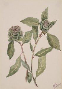 Sauce Salix, 1900