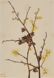 Hamamelis (Hamamelis virginiana)