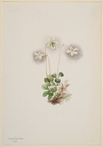 Ninfa del bosque Moneses uniflora de Mary Vaux Walcott