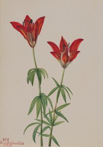 Lirio de madera Lilium philadelphicum de Mary Vaux Walcott