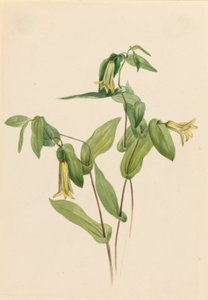 Campanillas de bosque (Uvularia perfoliata)