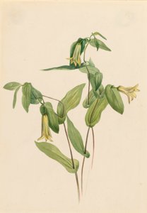 Campanillas de madera Uvularia perfoliata