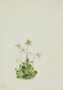 Wood Nymph (Moneses uniflora) de Mary Vaux Walcott