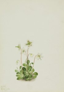 Ninfa del bosque Moneses uniflora, 1925