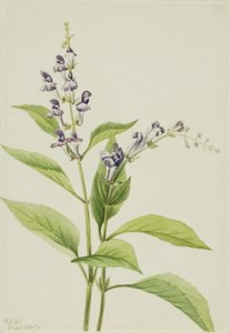 Escutelaria del bosque (Scutellaria serrata) de Mary Vaux Walcott