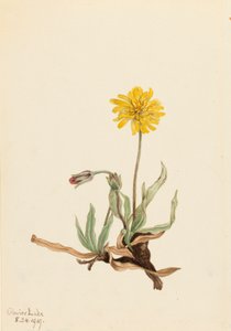 Agoseris villosa, 1919 de Mary Vaux Walcott