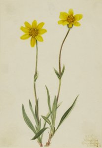 Árnica lanuda (Arnica tomentosa)