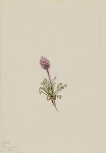 Flor de lana (Erigeron lanatus) de Mary Vaux Walcott