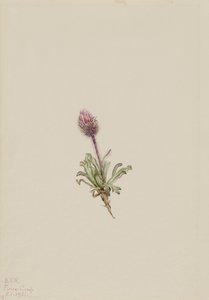 Erigeron lanatus de Mary Vaux Walcott