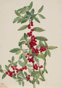 Yaupon (Ilex vomitoria) de Mary Vaux Walcott