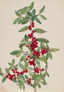 Acebo Yaupon Ilex vomitoria